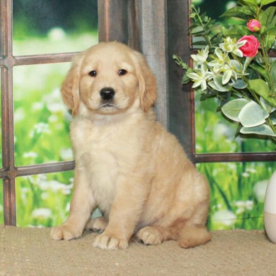 Golden Retriever DOG Male Golden 5783 Petland Pensacola, Florida