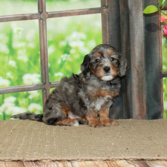 Mini Bernedoodle-DOG-Female-Blue Merle / Tan-5784-Petland Pensacola, Florida