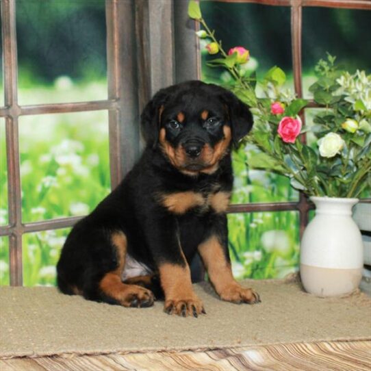 Rottweiler DOG Male Black / Rust 5785 Petland Pensacola, Florida