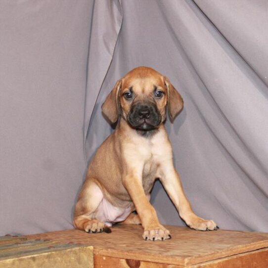 Bullmastiff DOG Female Fawn 899 Petland Pensacola, Florida