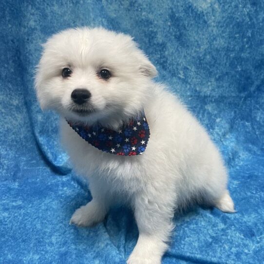 American Eskimo Dog DOG Male White 5805 Petland Pensacola, Florida