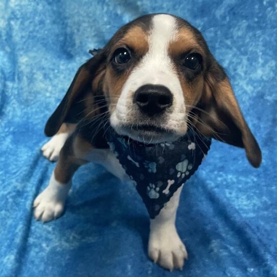 Beagle DOG Female Black White / Tan 5808 Petland Pensacola, Florida