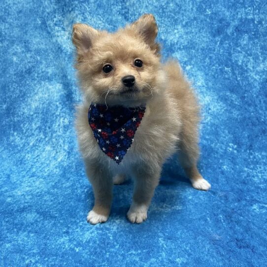 Pomeranian DOG Female Orange 5776 Petland Pensacola, Florida