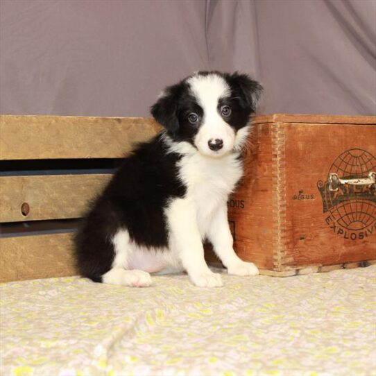 Border Collie-DOG-Female-Black-900-Petland Pensacola, Florida