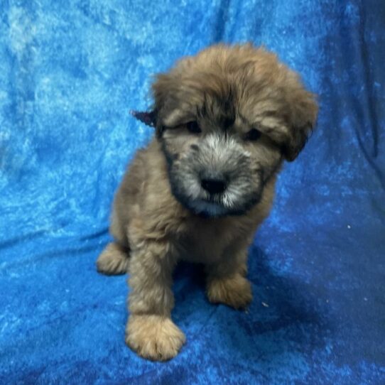 Soft Coated Wheaten Terrier-DOG-Male-Wheaten-5807-Petland Pensacola, Florida