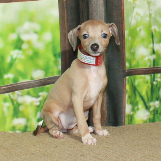 Italian Greyhound-DOG-Female-Blue Fawn-5819-Petland Pensacola, Florida