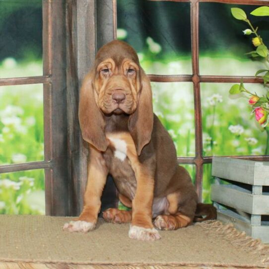 Bloodhound-DOG-Male-Liver / Tan-5820-Petland Pensacola, Florida