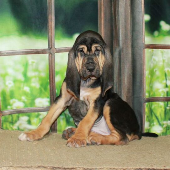 Bloodhound-DOG-Female-Black / Tan-5821-Petland Pensacola, Florida