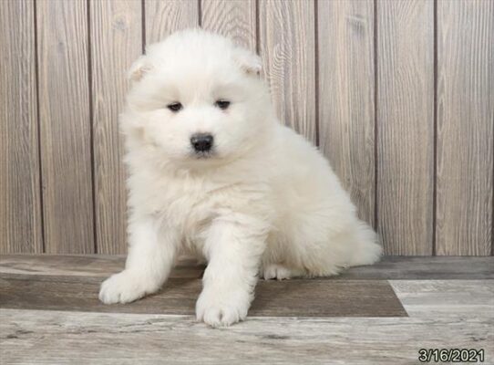 Samoyed DOG Male White 905 Petland Pensacola, Florida