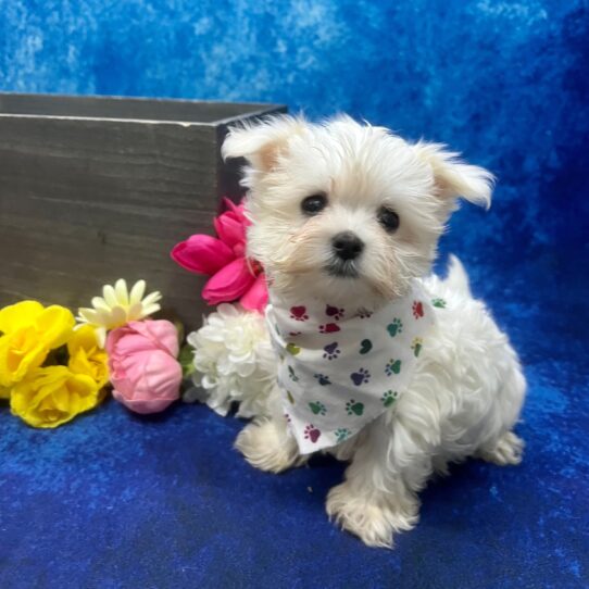 Maltese DOG Male White 5817 Petland Pensacola, Florida