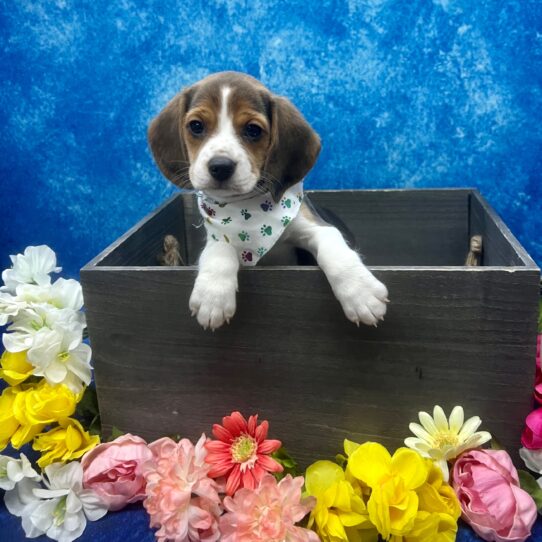 Beagle DOG Female Black White / Tan 5825 Petland Pensacola, Florida