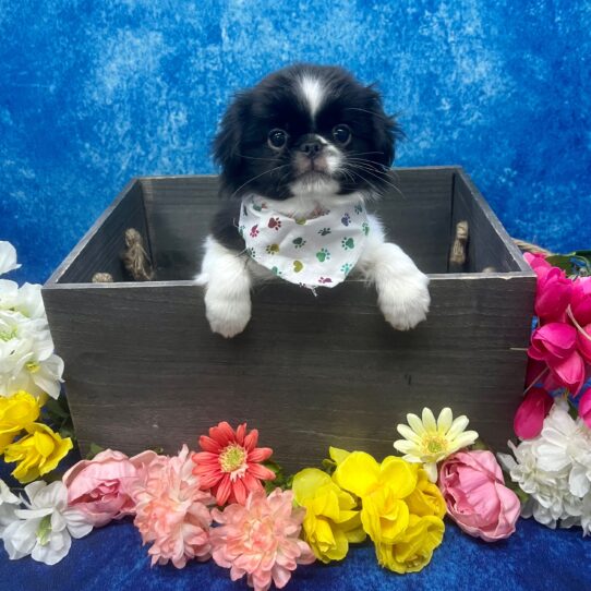 Japanese Chin DOG Male Black/White 5834 Petland Pensacola, Florida