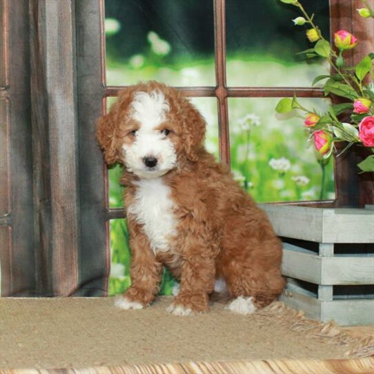 Mini Bernedoodle-DOG-Male-Red-5837-Petland Pensacola, Florida