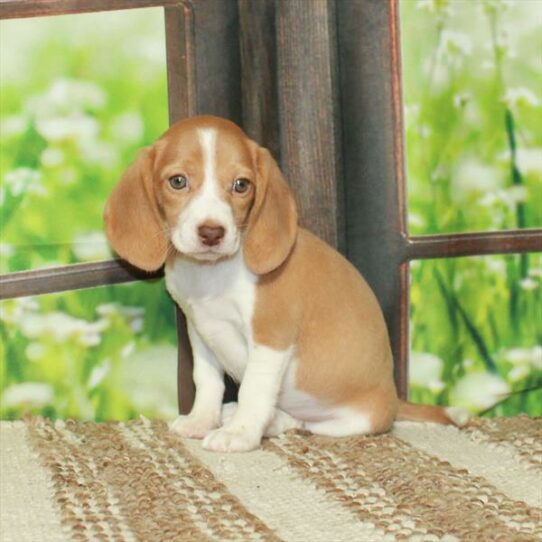 Beagle DOG Female Red Chocolate 5841 Petland Pensacola, Florida