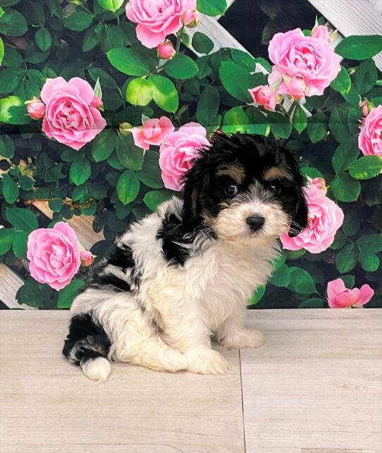 Cavachon DOG Female Black White / Tan 5842 Petland Pensacola, Florida