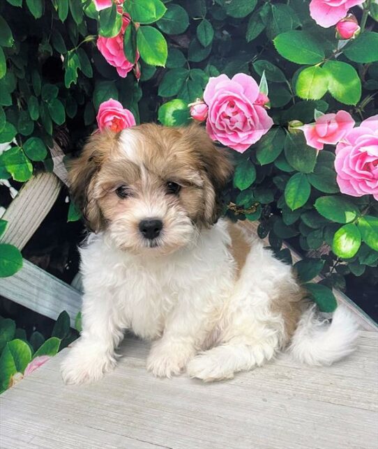 Teddy Bear-DOG-Male-Gold / White-5843-Petland Pensacola, Florida