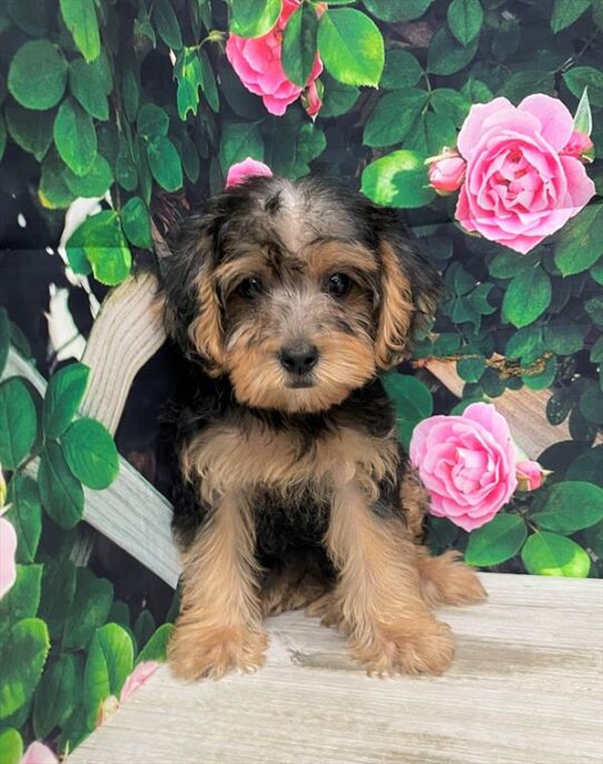 Yorkie-Poo DOG Male Black / Tan 5844 Petland Pensacola, Florida