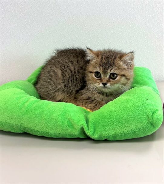 Exotic-KITTEN-Male-Brown Mackeral Tabby-5848-Petland Pensacola, Florida