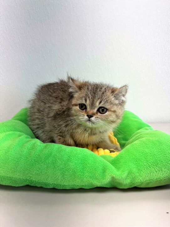 Exotic-KITTEN-Female-Brown Mackeral Tabby-5849-Petland Pensacola, Florida