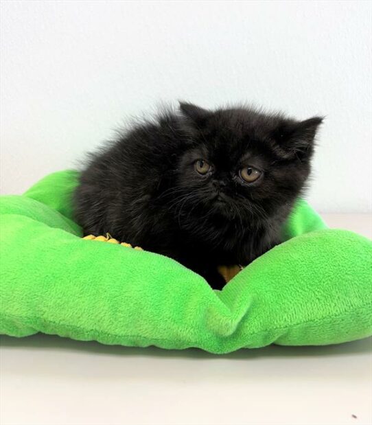 Exotic-KITTEN-Female-Black-5850-Petland Pensacola, Florida