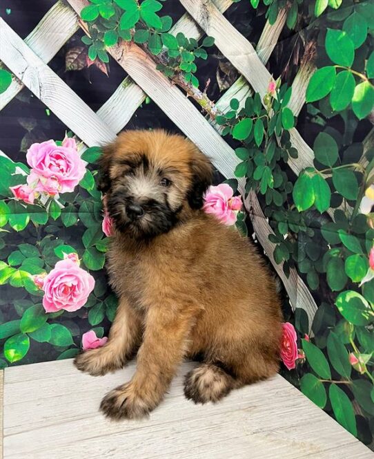 Soft Coated Wheaten Terrier-DOG-Male-Wheaten-5851-Petland Pensacola, Florida