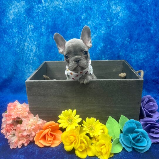 French Bulldog DOG Male Blue 5870 Petland Pensacola, Florida