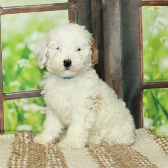 Goldendoodle Mini 2nd Gen DOG Female White / Apricot 5885 Petland Pensacola, Florida