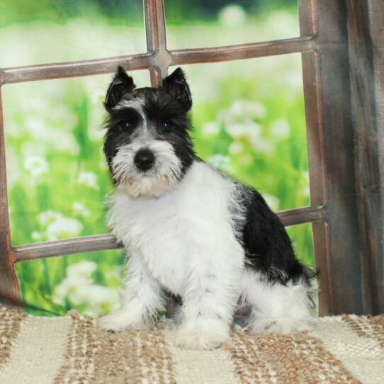 Mini Schnauzer-DOG-Male-White / Black-5887-Petland Pensacola, Florida