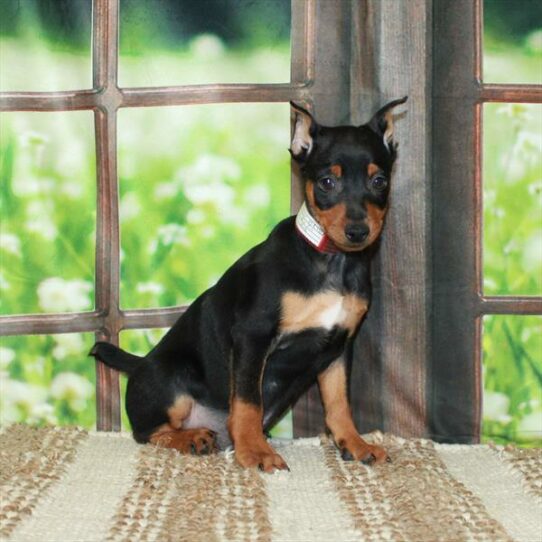 Miniature Pinscher-DOG-Male-Black / Rust-5893-Petland Pensacola, Florida