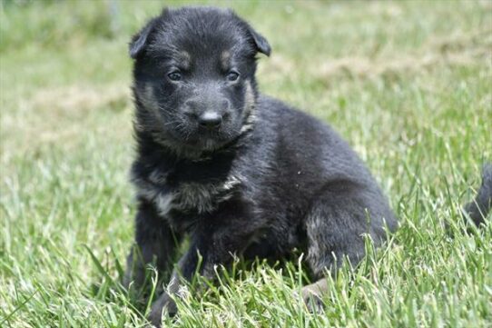 German Shepherd DOG Female Black / Tan 5910 Petland Pensacola, Florida