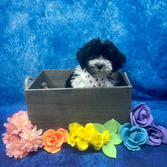 Havapoo-DOG-Female-Black / White-5882-Petland Pensacola, Florida