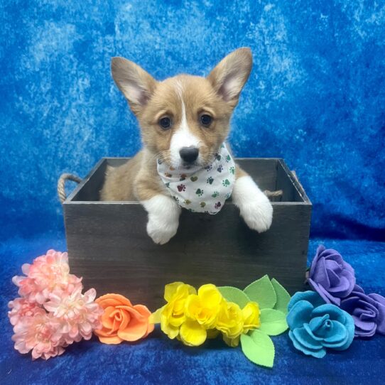 Pembroke Welsh Corgi DOG Female Red / White 5886 Petland Pensacola, Florida