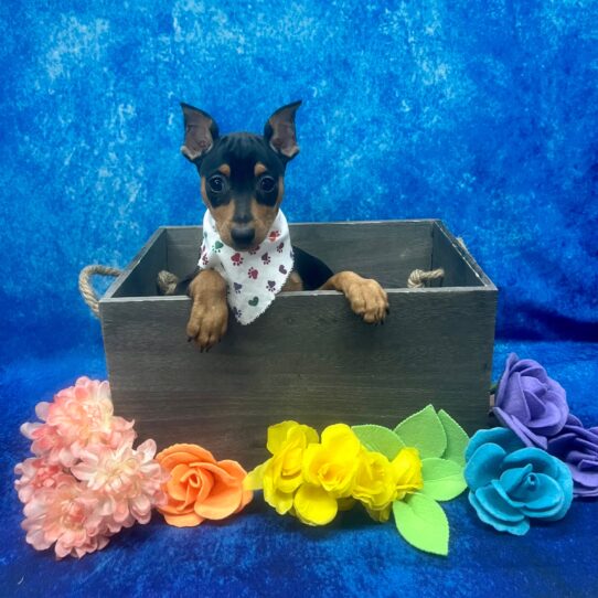 Miniature Pinscher-DOG-Female-Black / Rust-5894-Petland Pensacola, Florida