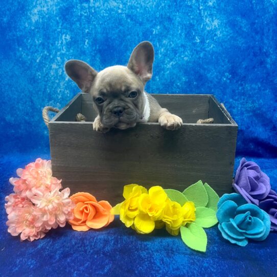 French Bulldog DOG Female Blue 5907 Petland Pensacola, Florida