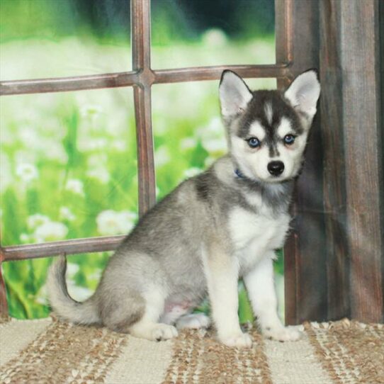 Alaskan Klee Kai-DOG-Male-Black / White-5917-Petland Pensacola, Florida