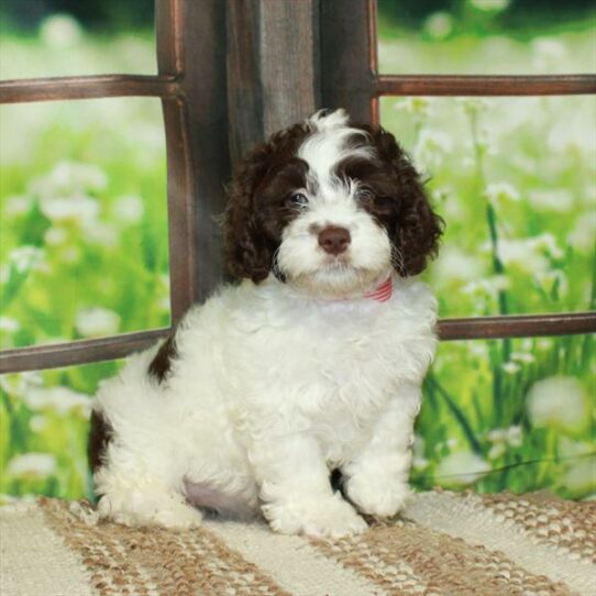 Cockapoo-DOG-Female-White / Chocolate-5918-Petland Pensacola, Florida