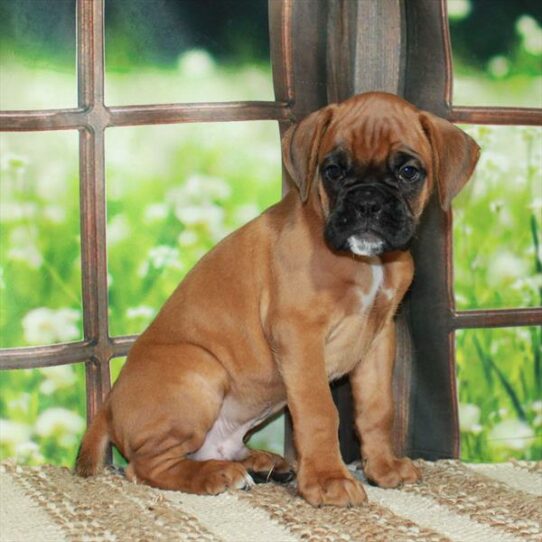 Boxer DOG Male Fawn 5919 Petland Pensacola, Florida