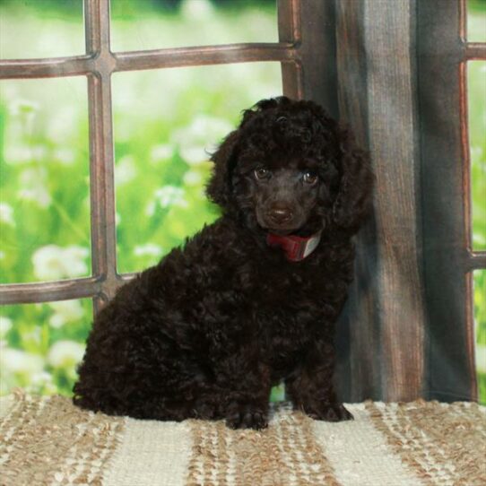 Poodle-DOG-Female-Chocolate-5920-Petland Pensacola, Florida