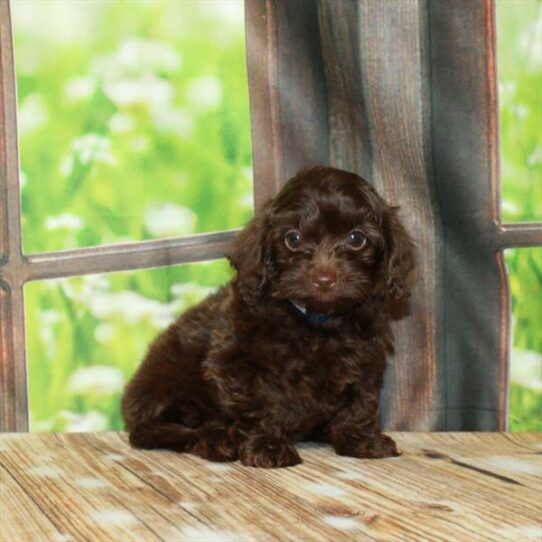 Doxipoo-DOG-Male-Chocolate-5921-Petland Pensacola, Florida