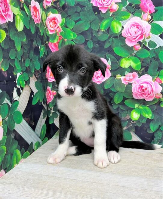 Border Collie-DOG-Female-Black-5925-Petland Pensacola, Florida