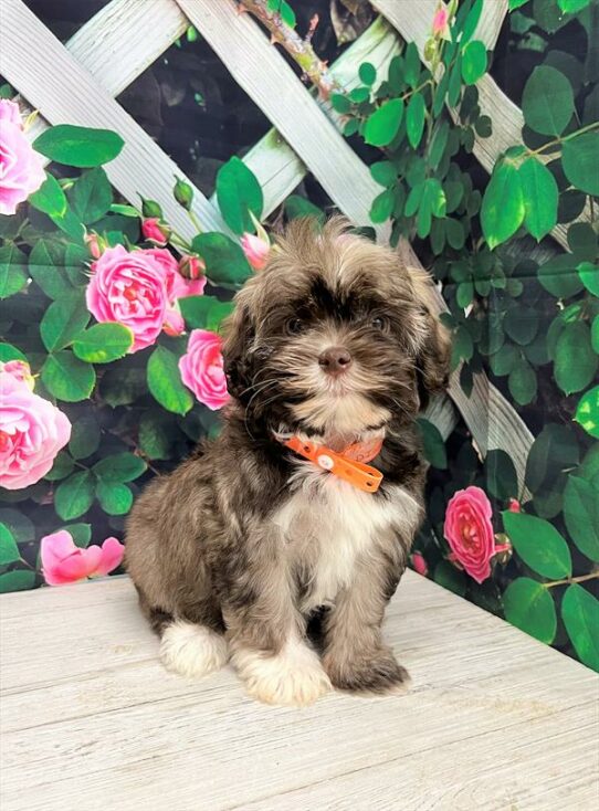 Havanese-DOG-Female-Sable-5926-Petland Pensacola, Florida