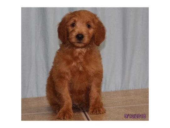 Goldendoodle DOG Male Golden 11297 Petland Pensacola, Florida