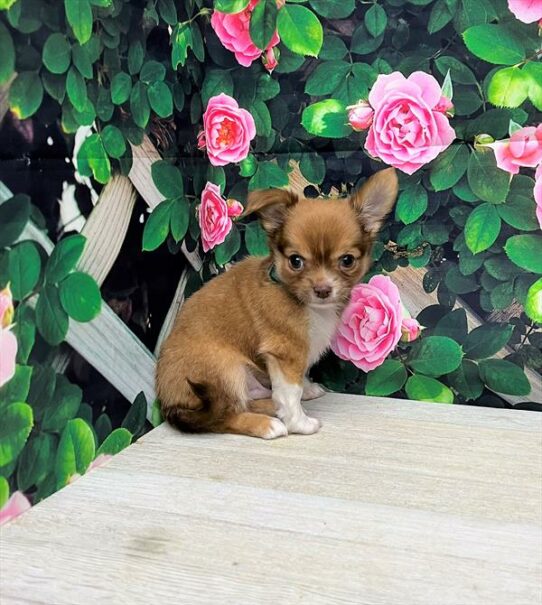 Chihuahua-DOG-Male-Fawn-5928-Petland Pensacola, Florida