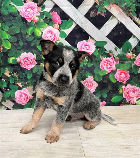 Heeler-DOG-Male-Blue-5929-Petland Pensacola, Florida