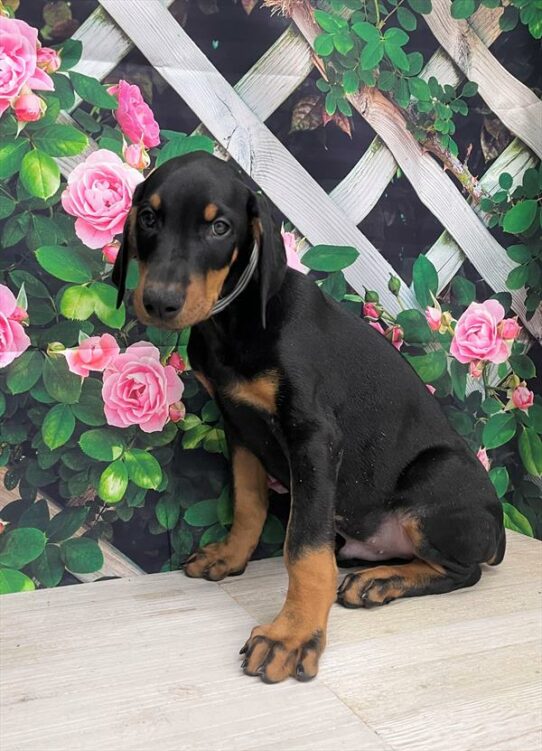 Doberman Pinscher-DOG-Male-Black / Rust-5930-Petland Pensacola, Florida