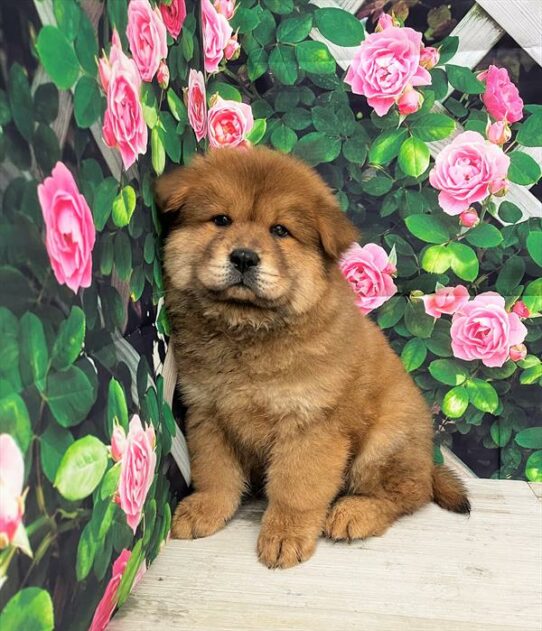 Chow Chow DOG Male Red 5931 Petland Pensacola, Florida