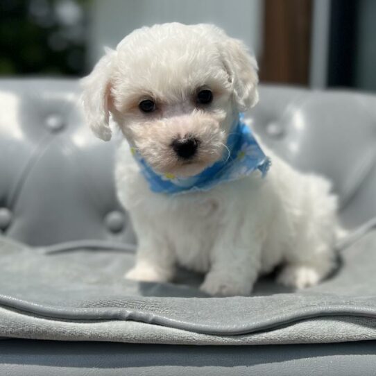 Bichon Frise-DOG-Female-White-5932-Petland Pensacola, Florida