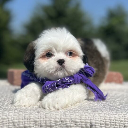 Lhasa Apso-DOG-Female-Golden Brindle Parti-5936-Petland Pensacola, Florida