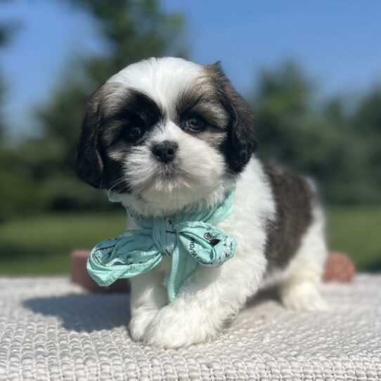 Lhasa Apso-DOG-Male-Golden Brindle Parti-5937-Petland Pensacola, Florida