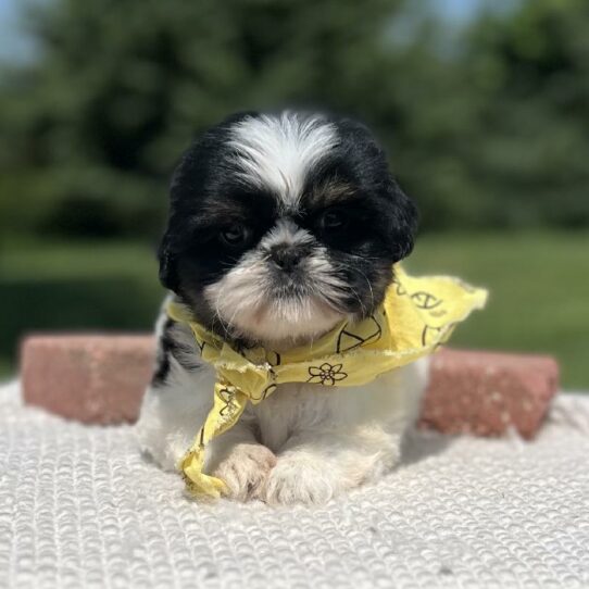 Shih Tzu-DOG-Female-Tri-5933-Petland Pensacola, Florida